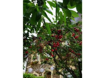 Apartment Ferienwohnung - Outdoor photo 37