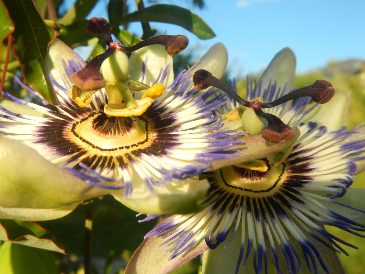 Apartment Suite "inArtico"