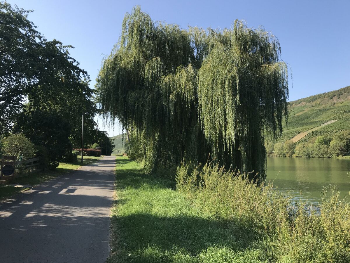 Apartment Ferienwohnung Moselblüte - Outdoor photo 3
