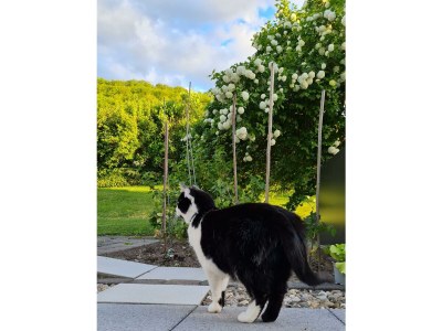 Apartment Ferienwohnung "Kerner" - Outdoor photo 10