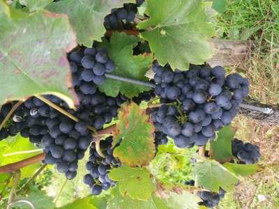 Apartment Ferienwohnung mit schönem Garten - Outdoor photo 5