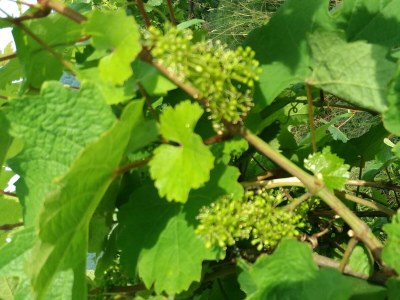 Apartment Ferienwohnung mit schönem Garten - Outdoor photo 6