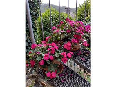 Apartment Ferienwohnung mit schönem Garten - Outdoor photo 18