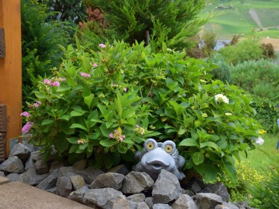 Apartment Ferienwohnung Burgblick - Outdoor photo 5