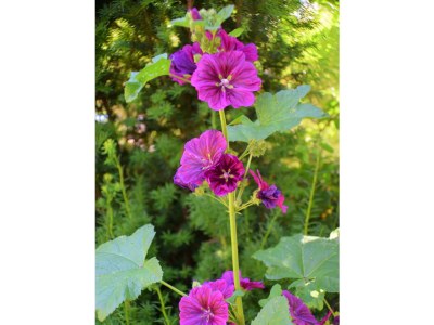 Apartment Ferienwohnung Burgblick - Outdoor photo 8