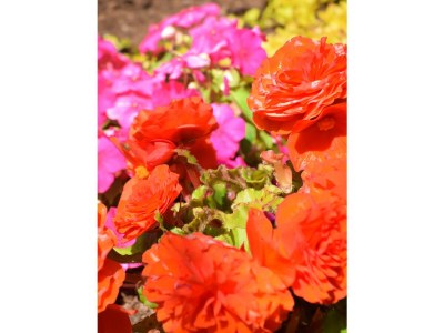 Apartment Ferienwohnung Burgblick - Outdoor photo 10