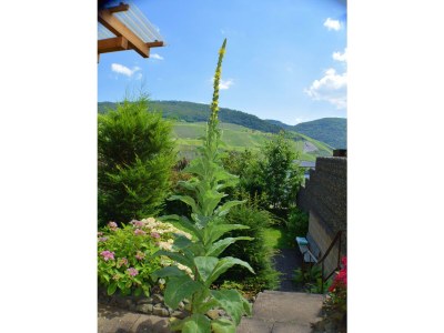 Apartment Ferienwohnung EG mit Balkon - Outdoor photo 6