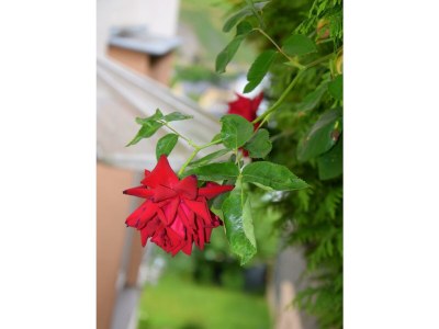 Apartment Ferienwohnung Gartenblick - Outdoor photo 4