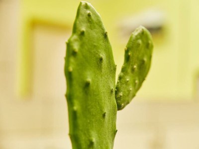 Apartment Ferienwohnung Gartenblick - Features photo 14