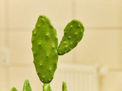 Apartment Ferienwohnung Gartenblick - Features photo 15