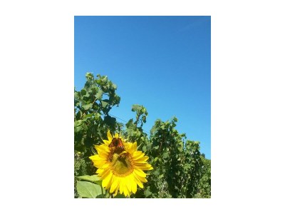 Apartment 2-Bettwohnung "Dornfelder" - Outdoor photo 8