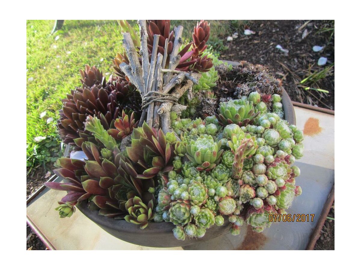 Apartment Apartment mit Terrasse - Outdoor photo 4