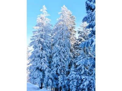 Holiday apartment Rosenhaus 1 - Environment photo 15