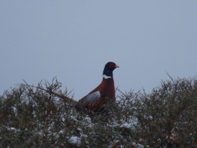 Holiday apartment Geradts - Environment photo 12