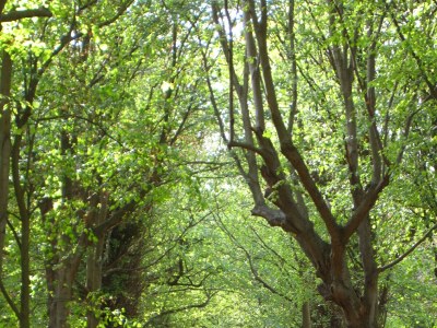 Holiday apartment Geradts - Environment photo 13