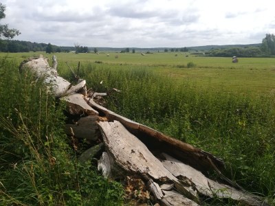 Holiday apartment Alte Schule Nausdorf - Environment photo 20