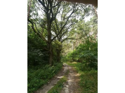 Holiday apartment Alte Schule Nausdorf - Environment photo 21