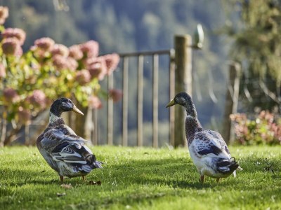 Holiday apartment The Neuhaus - Outdoor photo 2