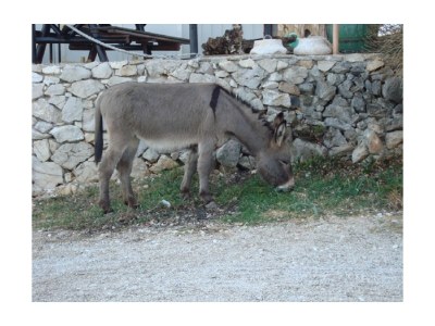 Holiday apartment Bello Mare - Environment photo 32