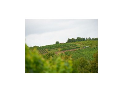 Apartment Appartement (neues Gästehaus) - Outdoor photo 6