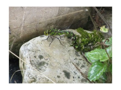 Apartment Appartement/Fewo, Dusche, WC, 1 Schlafraum - Outdoor photo 5