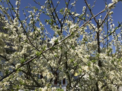 Apartment Ferienwohnung Marlene - Outdoor photo 7