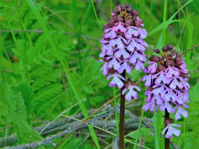 Apartment Appartement/Fewo, Dusche und Badewanne, 1 Schlafra - Outdoor photo 21