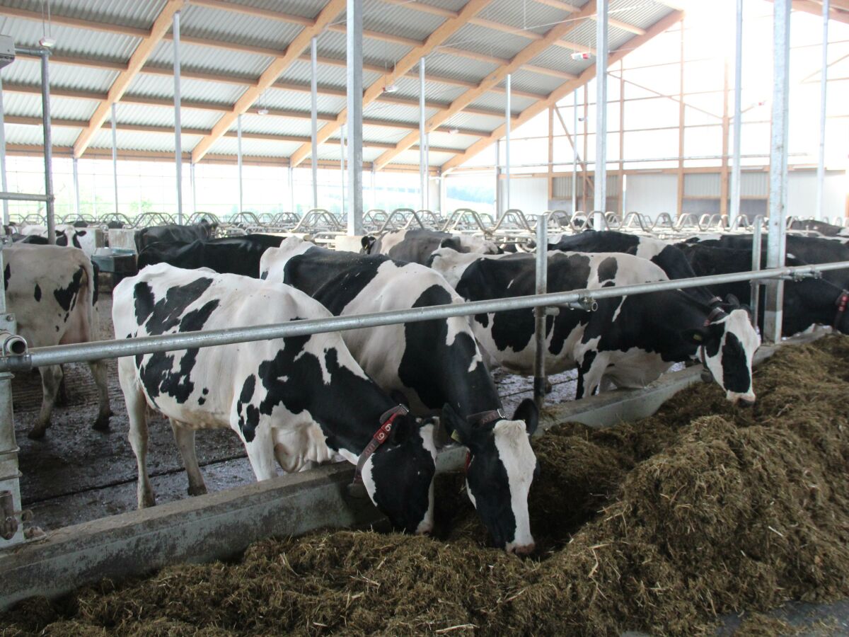 Apartment Ferienwohnung "Hühnernest" - Outdoor photo 5