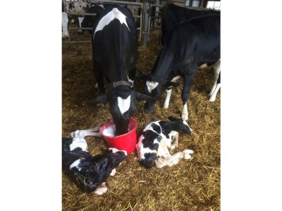 Apartment Ferienwohnung "Hühnernest" - Outdoor photo 10