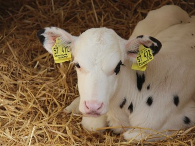 Apartment Ferienwohnung "Hühnernest" - Outdoor photo 11