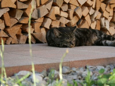 Holiday room Kurze Ausz., Suite Alpenglühen - Outdoor photo 44