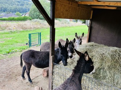 Apartment 4-Bettwohnung - Outdoor photo 14