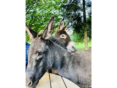 Apartment 4-Bettwohnung - Outdoor photo 15