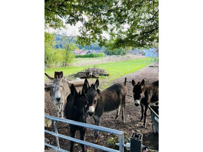 Apartment 4-Bettwohnung - Outdoor photo 16