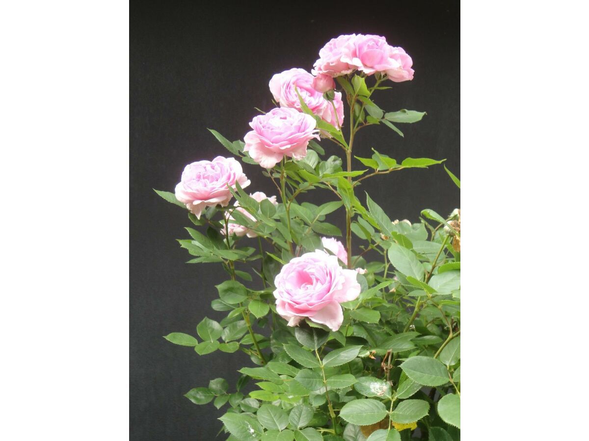 Apartment 2 Bett Appartement/Fewo, Dusche, WC, 1 Schlafraum - Outdoor photo 3