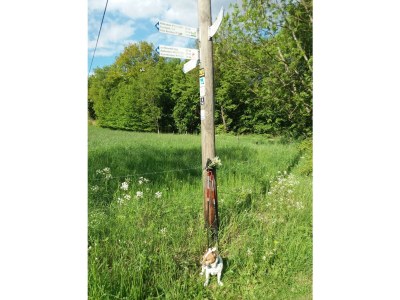 Apartment Appartement/Fewo, Dusche, WC, waldseitig - Outdoor photo 18