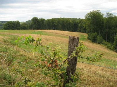 Apartment Ferienhaus zum Talblick - Outdoor photo 11