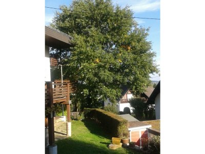 Apartment 2-Bettwohnung - Features photo 17