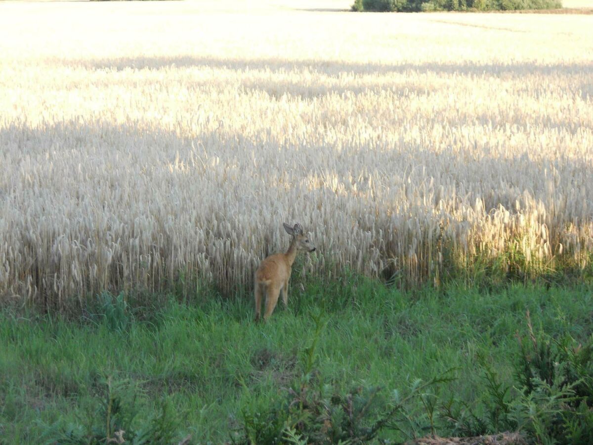 Apartment 2-Bettwohnung - Outdoor photo 4