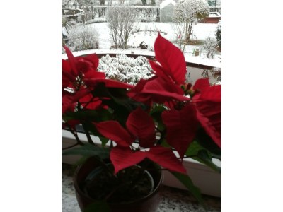 Apartment 2-Bettwohnung - Outdoor photo 16