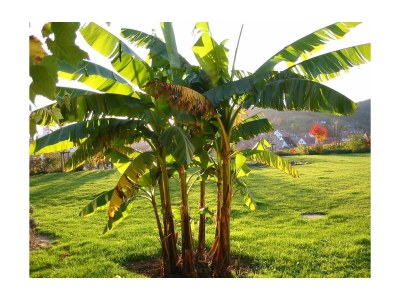 Apartment FEWO mit Terrasse - Outdoor photo 6