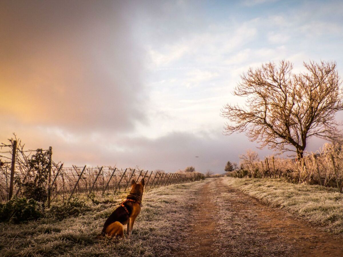 Apartment Fewo Kastanienbusch - Outdoor photo 3
