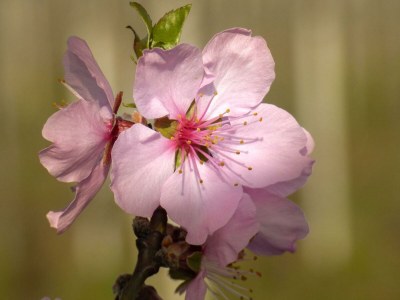 Apartment Fewo Kastanienbusch - Outdoor photo 6