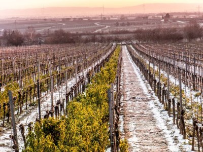 Apartment Fewo Kastanienbusch - Outdoor photo 21