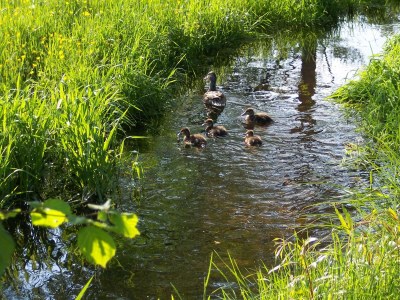 Apartment 2-Bettwohnung Wegelnburg - Outdoor photo 7