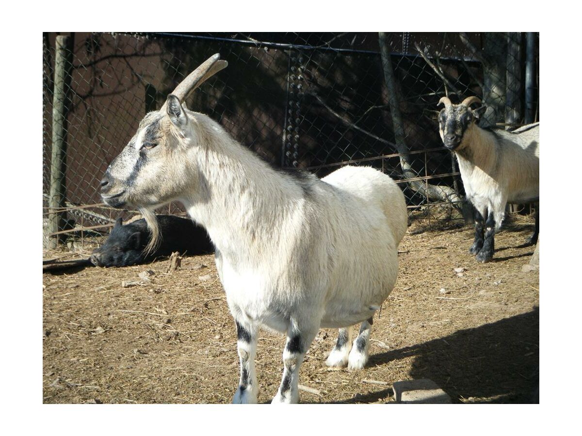 Apartment 4-Bett-Ferienwohnung - Outdoor photo 5