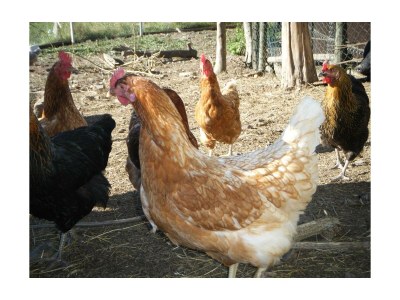 Apartment 4-Bett-Ferienwohnung - Outdoor photo 7