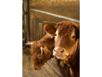 Apartment 4-Bett-Ferienwohnung - Outdoor photo 8