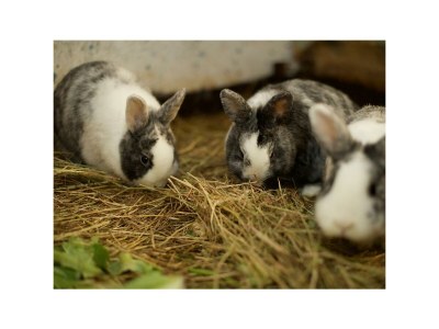 Apartment 4-Bett-Ferienwohnung - Outdoor photo 9