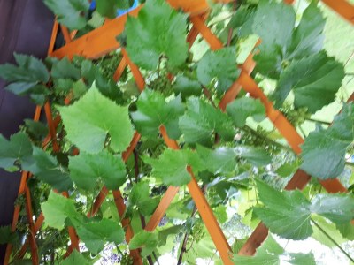 Apartment 5-Bett-Ferienwohnung  Dusche/WC, 3 Schlafräume - Outdoor photo 19